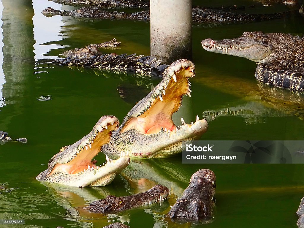 group of crocodiles a group of crocodiles in their natural habitat 2015 Stock Photo