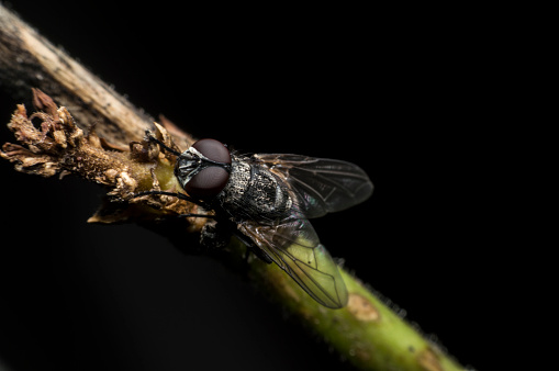 fly on a black backgroundfly on a black background