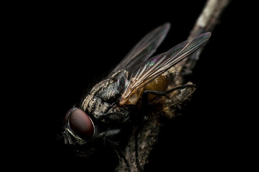 fly on a black backgroundfly on a black background