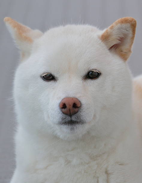 istock japanese shiba-inu dog 537687114