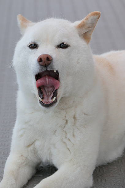 istock japanese shiba-inu dog 537687178