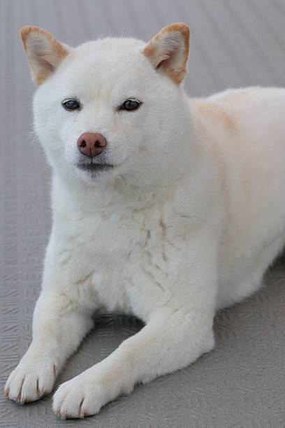 istock japanese shiba-inu dog 537687200