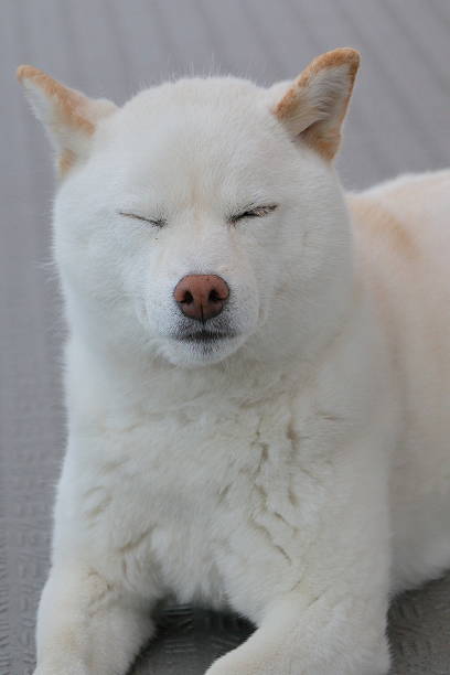istock japanese shiba-inu dog 537687218