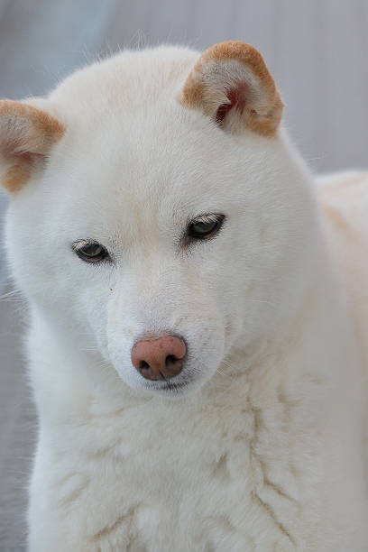 istock japanese shiba-inu dog 537687238