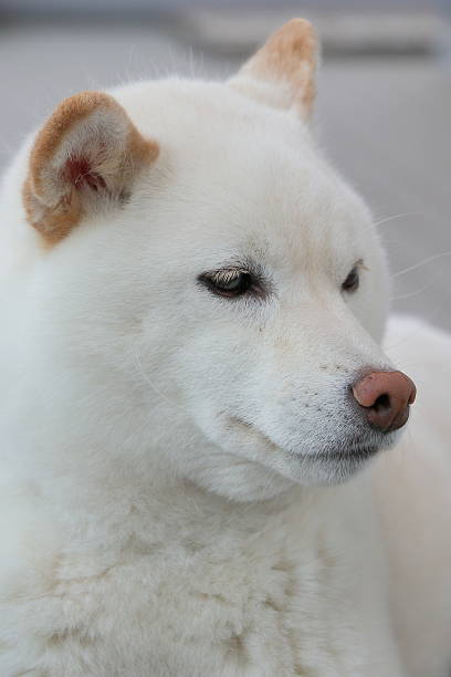 istock japanese shiba-inu dog 537687286