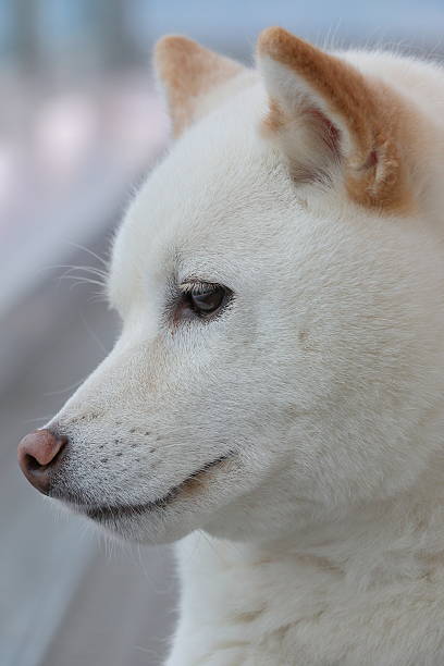 istock japanese shiba-inu dog 537687312