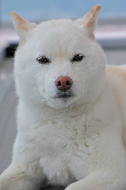 istock japanese shiba-inu dog 537687384