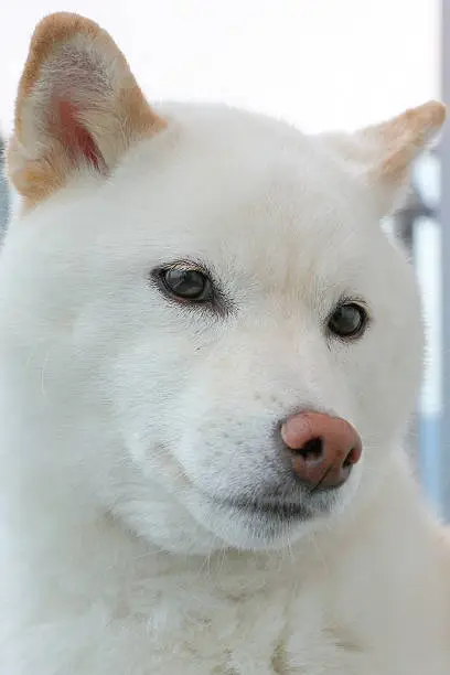 japanese shiba-inu dog