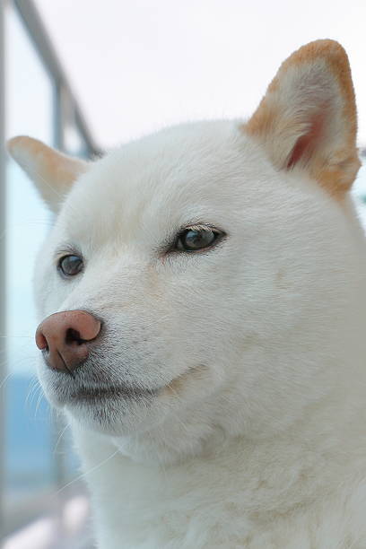 istock japanese shiba-inu dog 537687490