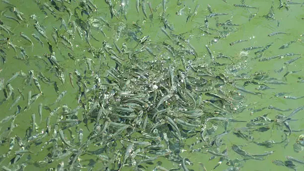 Photo of Big swarm of fish Garra Rufa in river