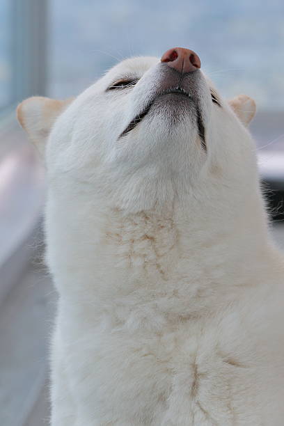 istock japanese shiba-inu dog 537687678