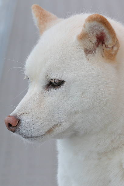 istock japanese shiba-inu dog 537687706