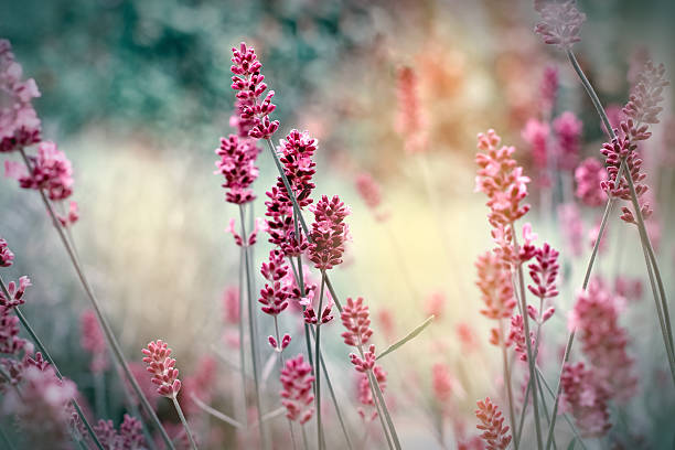 soft focus on lavender flowers - botanie fotos stockfoto's en -beelden