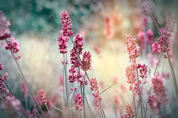 Soft focus on lavender flowers in my flower garden