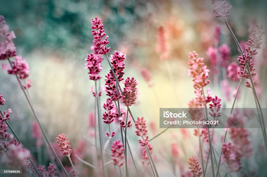 Soft focus on lavender flowers Soft focus on lavender flowers in my flower garden Flower Stock Photo