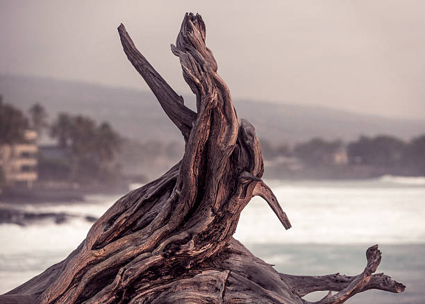 Driftwood on a Sunset Shore A large piece of driftwood on the shore of a stormy sea on Hawaii's Kona Coast. gnarly wood texture stock pictures, royalty-free photos & images
