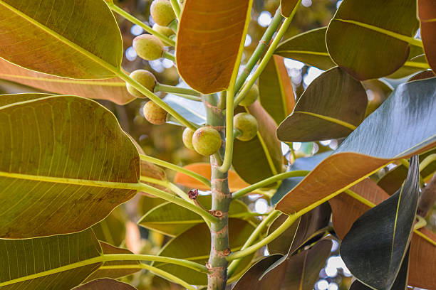 Beverly Gardens Park, the 100 year old tree behind it is just as worth visiting. This stately old Moreton Bay Fig Ficus leaves has literally grown with Beverly Hills over the years.