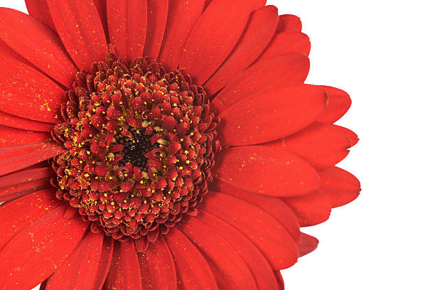 istock Close up of red gerbera flower 537690408