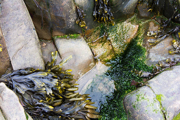 Close up of a water trapped in the rocks stock photo