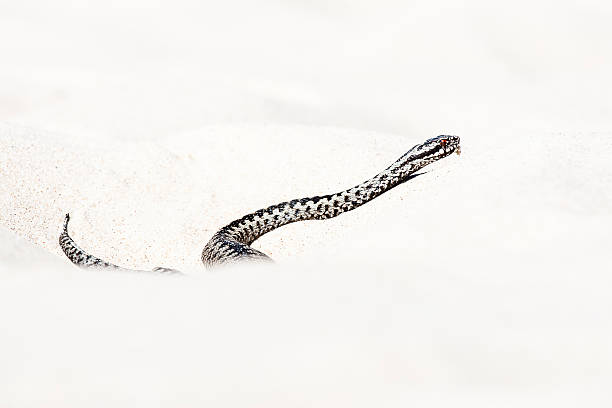 beautiful view of Vipera berus