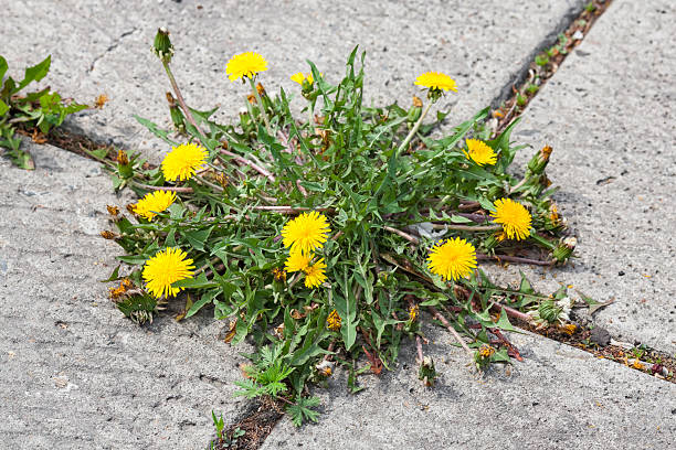 istock Dandelion, taraxacum officinale, growing on pavement 537691680