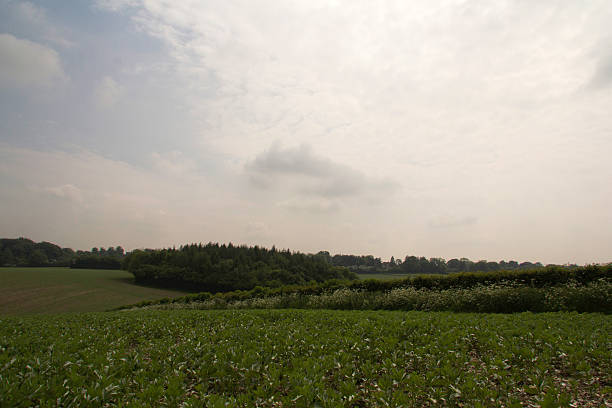 istock View over the Chilterns landscape in Buckinghamshire, England 537691970