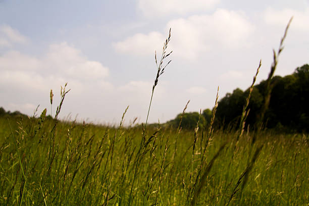 istock View over the Chilterns landscape in Buckinghamshire, England 537692014