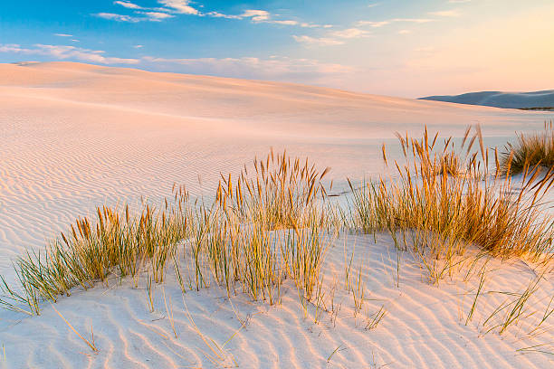 istock beautiful view of the coastal dunes 537692348