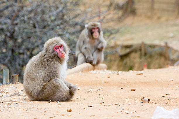Japanese macaques or snow monkeys at the top of a mountain in the Kyoto Prefecture. This monkey sanctuary contains fenced off areas where humans aren't permitted. 
