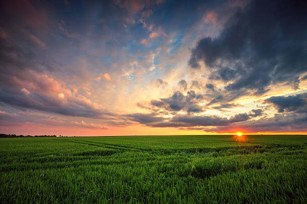 istock Green wheat field, sunset shot 537695192