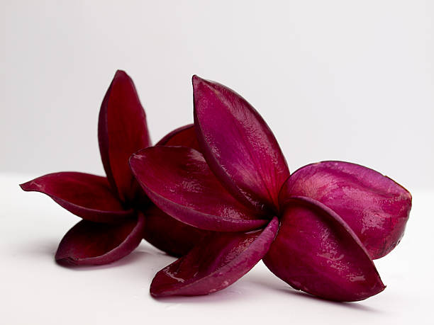 클로즈업, 푸루메리아 (plumeria 꽃) 꽃 - relaxation bali spa treatment frangipani 뉴스 사진 이미지