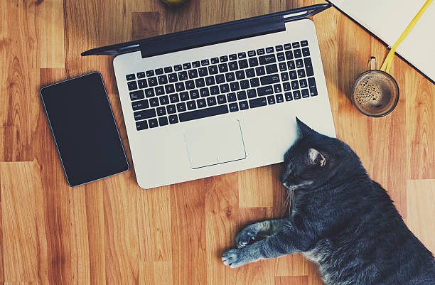 istock Lazy employee: a cute grey cat working on the floor. 537696374