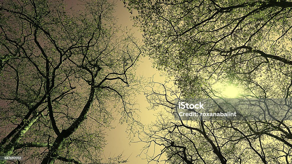 Spring Sun Through Trees Spring Sun Shining Through Canopy Of Tall Trees Stock Photo - Download ...