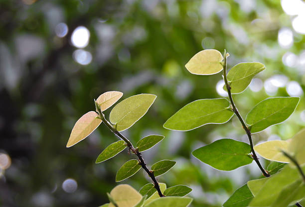 istock Green leaves with bokeh background 537697834