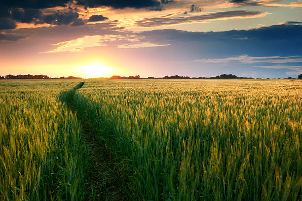 istock beautiful sunset in field with pathway to sun, summer landscape 537698900