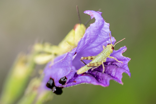 A baby grasshopper hiding itself in the flower while the mother is watching over from behind. This shot was taken on a cloudy morning at a park in Singapore. It captures a playful baby grasshopper playfully enjoying a game of hide and seek with its parents.