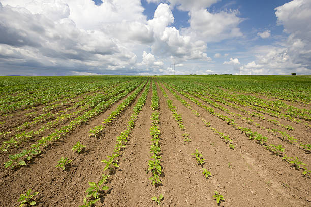 istock Sunflower growth on beautiful day in springtime 537699942