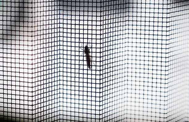 istock Close-up of mosquito sitting on fly-screen 537700166