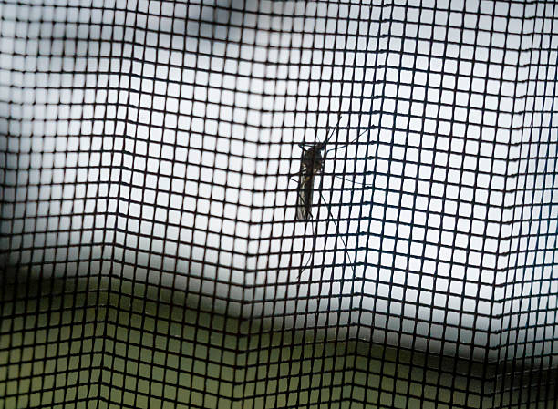 istock Close-up of mosquito sitting on fly-screen 537700214