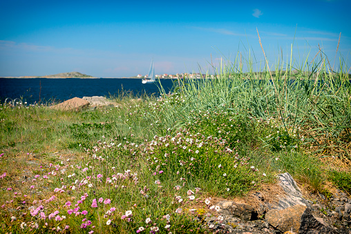 Armeria maritima. Sea thrift flowers and a sailboat in the back.