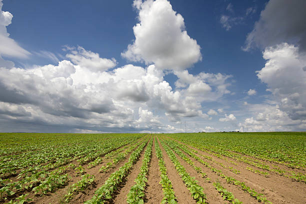 istock Sunflower growth on beautiful day with cumulonimbus clouds in sky 537700892
