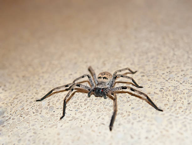 New tarantula species is a shocking metallic-blue
