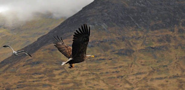 인명별 꼬리 바다 독수리 비행 중에, 고기잡이. - white tailed eagle sea eagle eagle sea 뉴스 사진 이미지