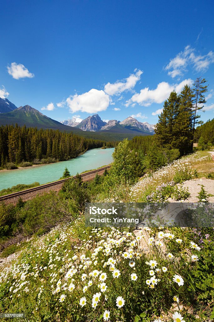 Moraine Curve Along Bow River of Banff National Park Canada Wild flowers on the hillside of Moraine Curve of Banff National Park. 2015 Stock Photo