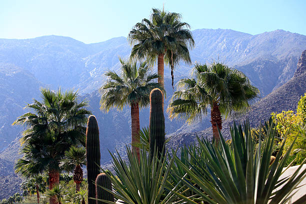 Scenic Palm Canyon vista, Palm Springs, Southern California