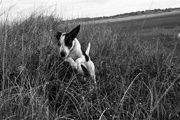 The little dog is in the countryside. The photo is very dynamic and takes the small hunting dog while jumping in the grass.
