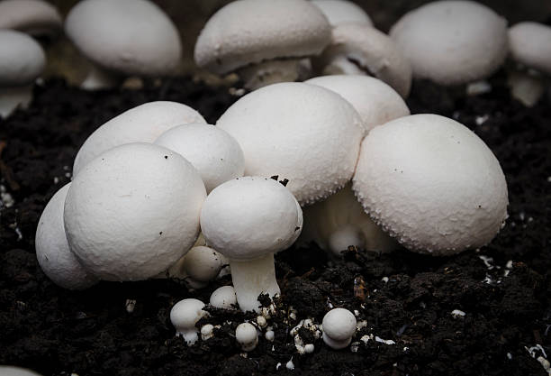 istock Home (domestic) cultivation of champignon (Agaricus bisporus) 537701461