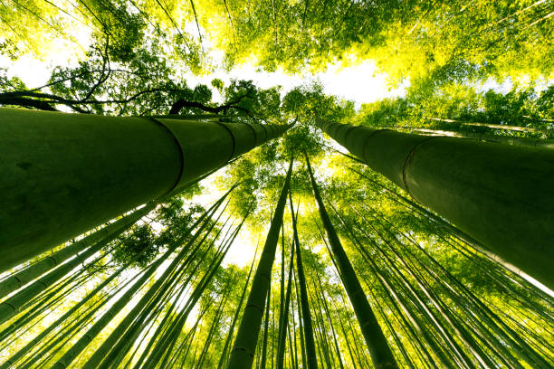 istock Arashiyama Bamboo Forest, Kyoto, Japan 537701522