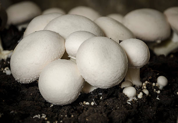 istock Home (domestic) cultivation of champignon (Agaricus bisporus) 537701529