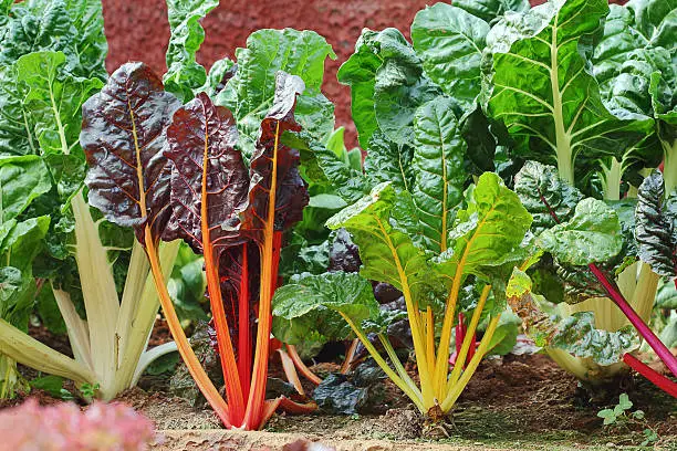 Swiss Chard hydroponics in vegetable garden